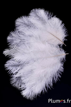 Struzzo barbules - 8-15 cm - rosso